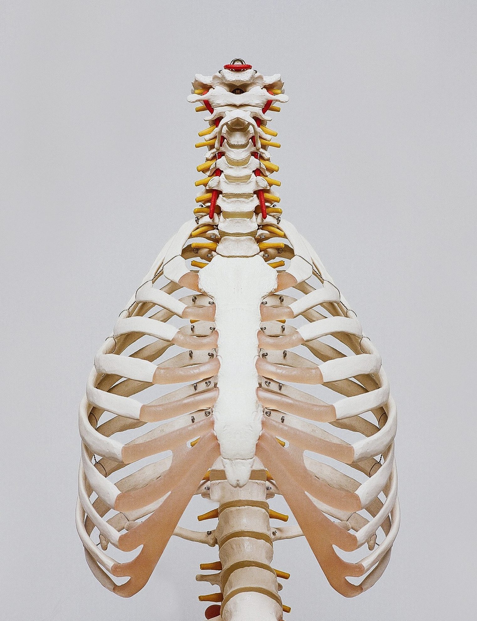 Modell eines Skelettes